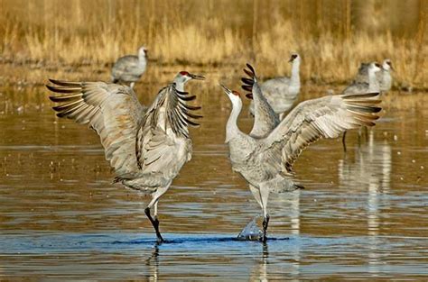 The Impact of Human Activity on Magix Bird Courtship Behavior